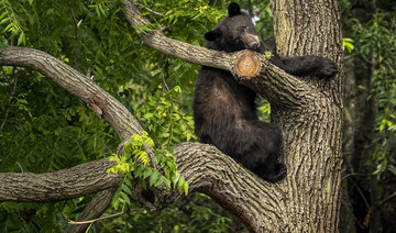Young black bear wanders Washington D.C. neighborhood, sparking a frenzy before being captured