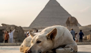 New dog breed ban in Egypt sparks controversy 
