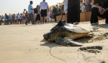 21 endangered turtles released into Arabian Gulf for World Sea Turtle Day