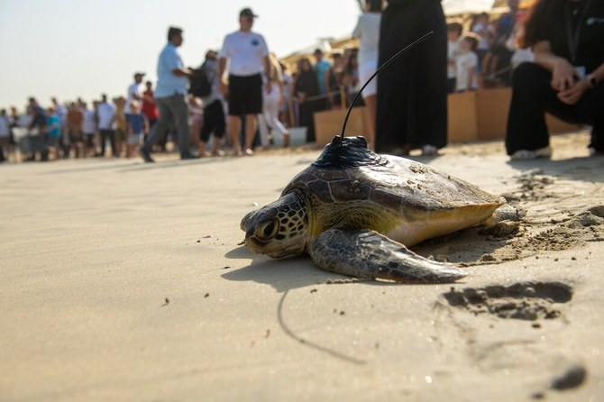 21 endangered turtles released into Arabian Gulf for World Sea Turtle Day